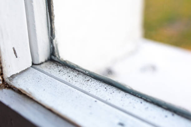  North St Paul, MN Mold Removal Pros