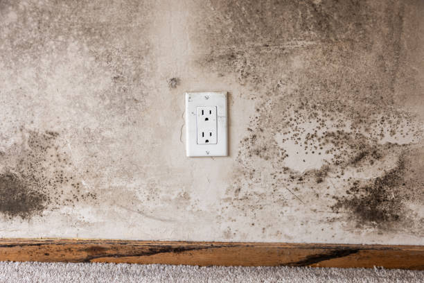 Best Dehumidification Services  in North St Paul, MN